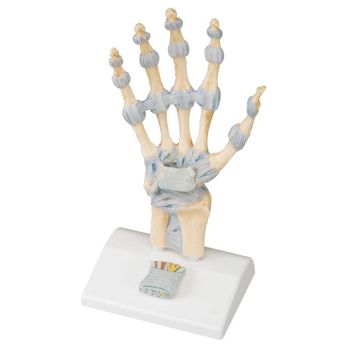 Skeletal Hand with Ligaments and Carpal Tunnel