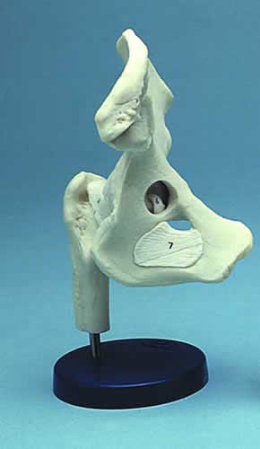Hip Joint Ligamented