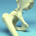 Hip Joint Movable