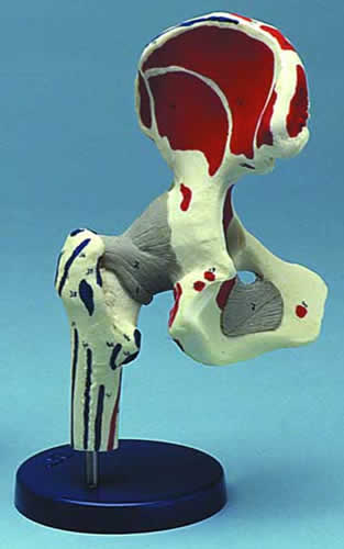 Hip Joint Painted Ligamented