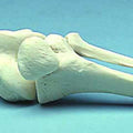 Knee Joint Movable