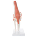 Knee Joint Flexible