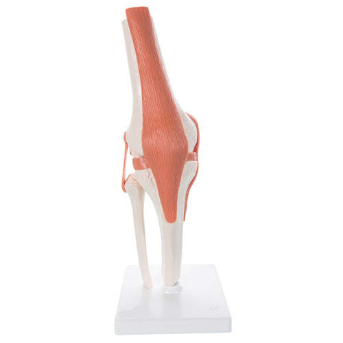 Knee Joint Flexible