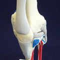 Knee Joint Painted Ligamented