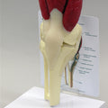 Muscled Knee - Budget Model