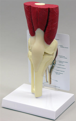 Muscled Knee - Budget Model