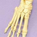 Foot Articulated