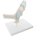 Skeletal Foot with Ligaments