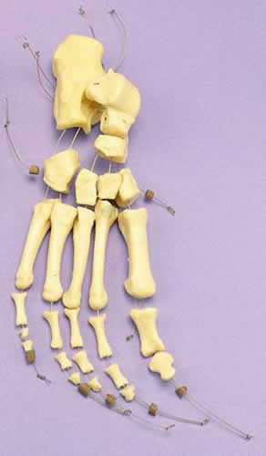 Foot Articulated Loosely