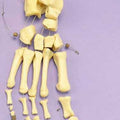 Foot Loosely Articulated On Elastic