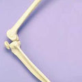 Leg & Half Pelvis Articulated