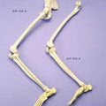 Leg, Foot On Nylon Articulated