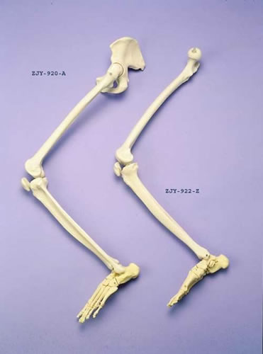 Leg, Foot On Nylon Articulated