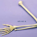 Arm Articulated
