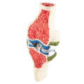Synovial Joint