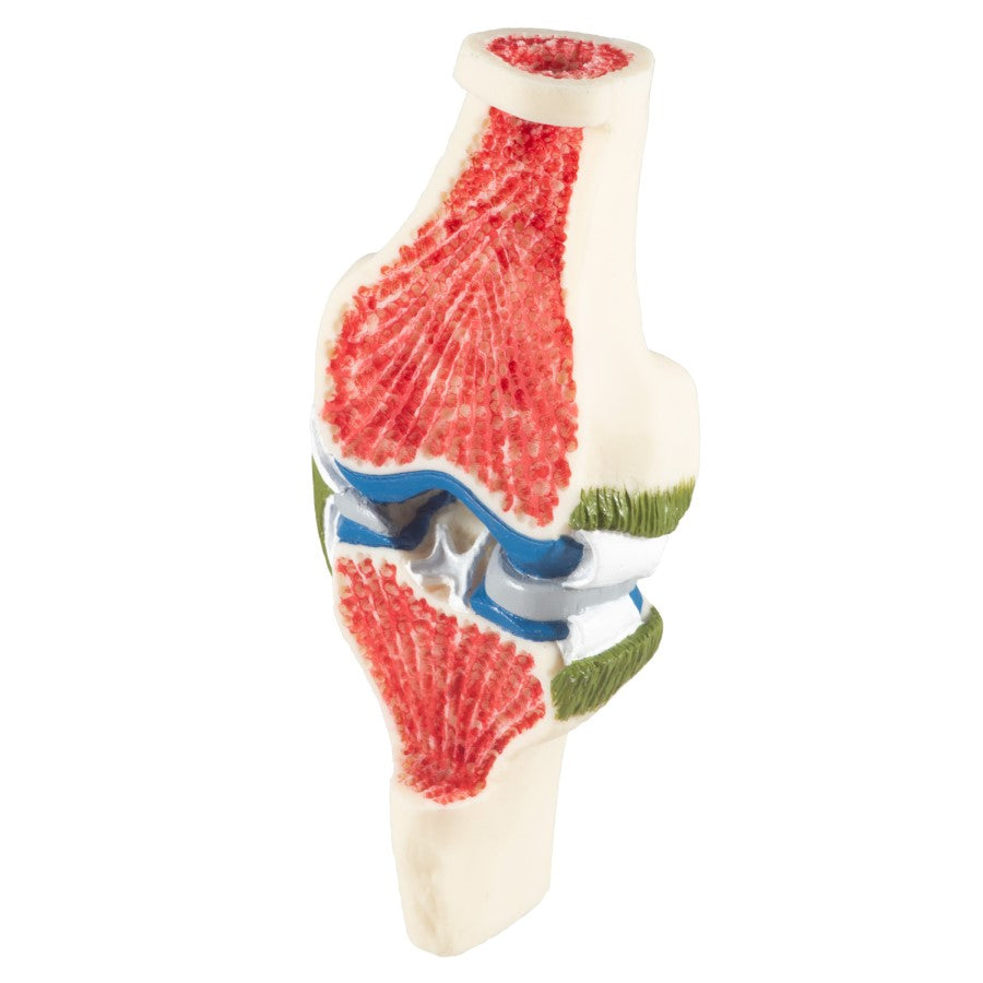 Synovial Joint