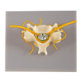 Vertebra With Spinal Cord