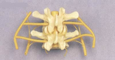 Two Vertebrae With Nerves