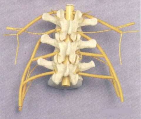 Three Vertebrae With Nerves