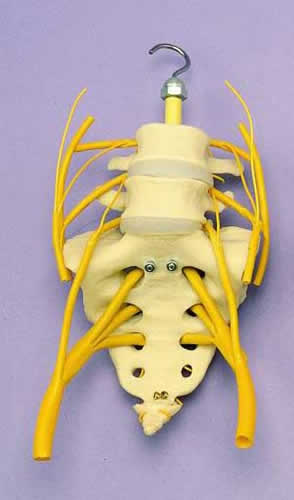Lumbar Vertebrae And Sacrum