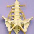 Lumbar Vertebrae & Pelvis