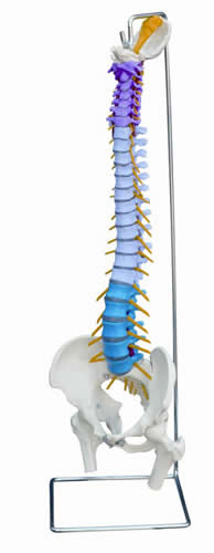 Didactic Flexible Spine