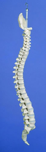 Rigid Spine, Medical
