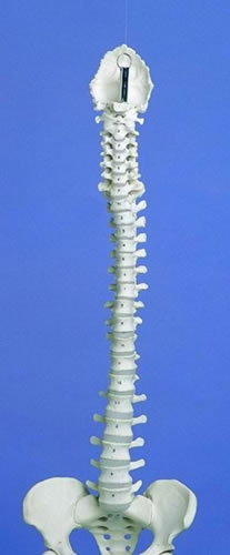Flexible Spine, Medical, With Pelvis