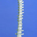Flexible Spine, Medical, With Pelvis And Femur Ends