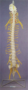 Flexible Spine, Medical with Nerves