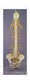 Rigid Spine, Medical with Nerves and Pelvis