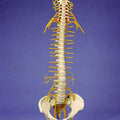 Flexible Spine, Medical, With Tilt And Torsion