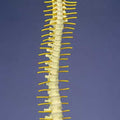 Flexible Spine, Medical, With Simple Nerves