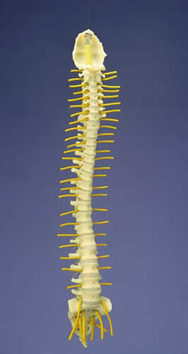 Flexible Spine, Medical, With Simple Nerves