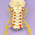 Cervical Vertebrae And Skull Base