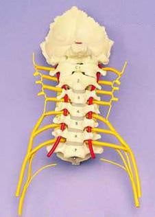 Cervical Vertebrae And Skull Base