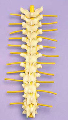 Thoracic Vertebrae