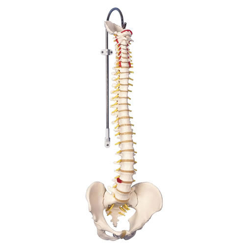 Vertebral Column, Basic