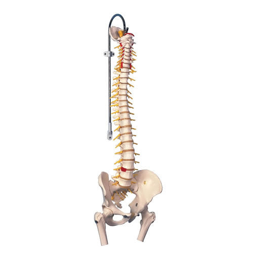 Vertebral Column + Femur Ends