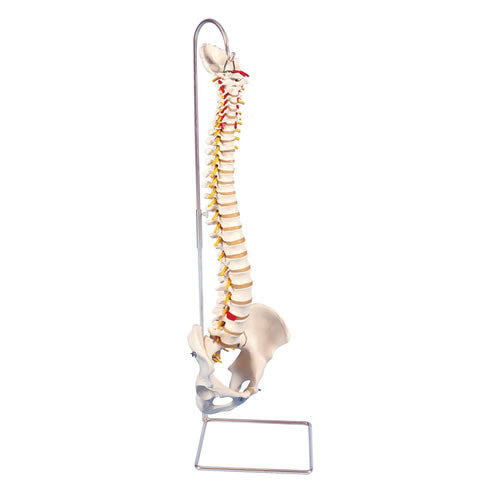 Vertebral Column, Standard, Heavy Duty