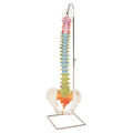 Vertebral Column Coloured