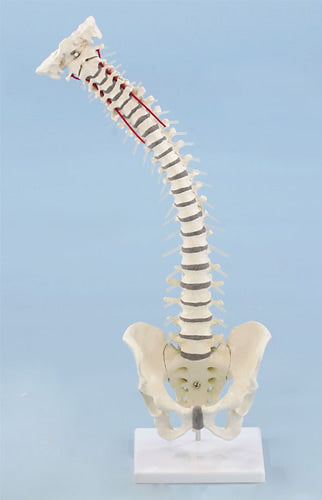 Vertebral Column with Removable Pelvis