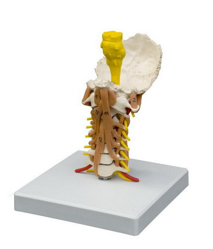 Muscled Cervical Vertebrae