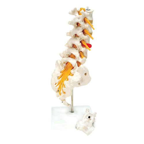 Lumbar Spine Model