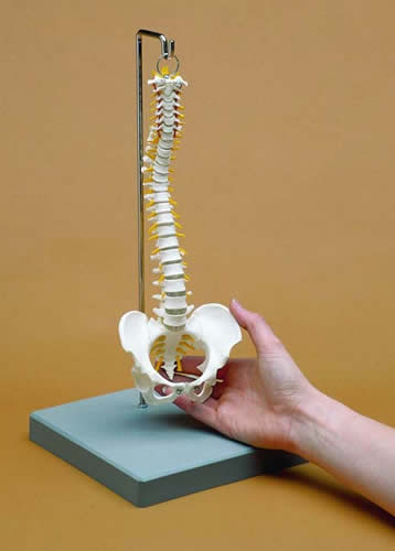 Miniature Spine Model & Stand