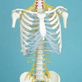 Spine, Medical, With Rib Cage