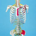 Spine, Medical, With Rib Cage, Painted