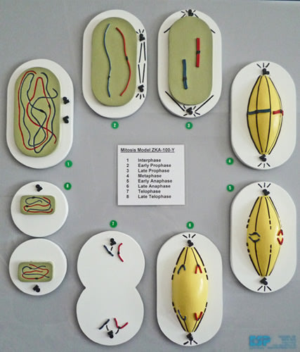 Mitosis (Mitotic Cell Division)