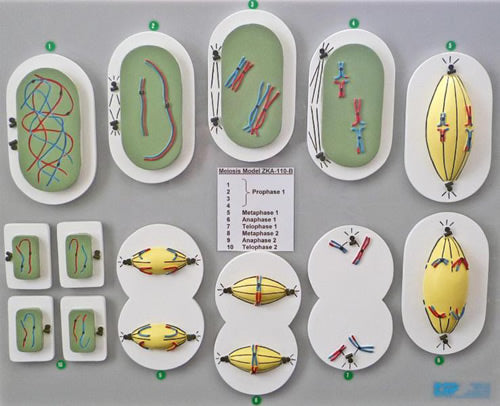 Meiosis (Reduction Division) Model