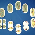 Meiosis, Unmounted